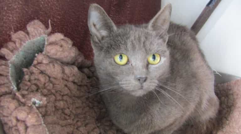 The ISPCA are seeking homes for 44 lovely cats seized from a property in Meath The ISPCA are seeking homes for 44 lovely cats seized from a property in Meath