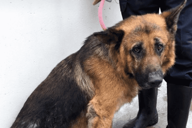 After months of neglect, DSPCA ask for help getting these two dogs back to health After months of neglect, DSPCA ask for help getting these two dogs back to health