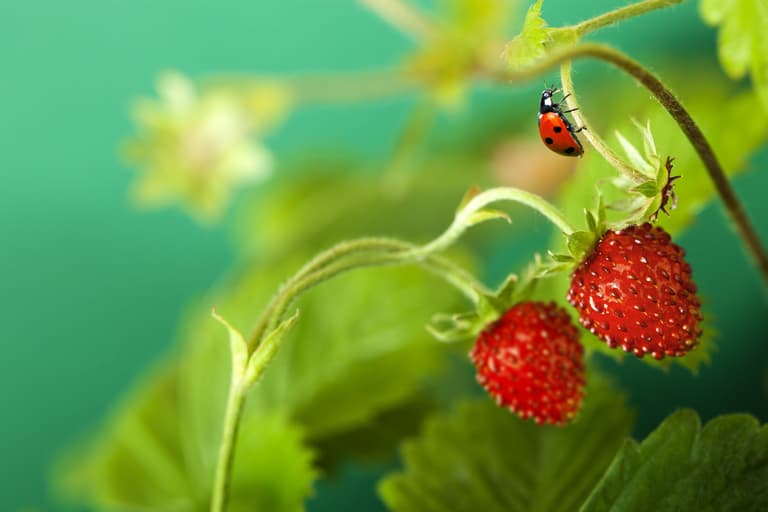 Fota Wildlife need your help ‘on the look out for ladybirds’ this summer Fota Wildlife need your help ‘on the look out for ladybirds’ this summer