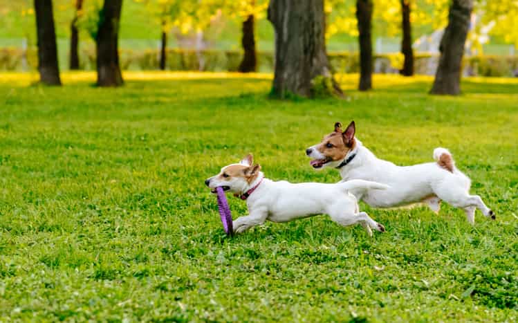 Mum asks for advice for when dogs come up to her kids in the park Mum asks for advice for when dogs come up to her kids in the park