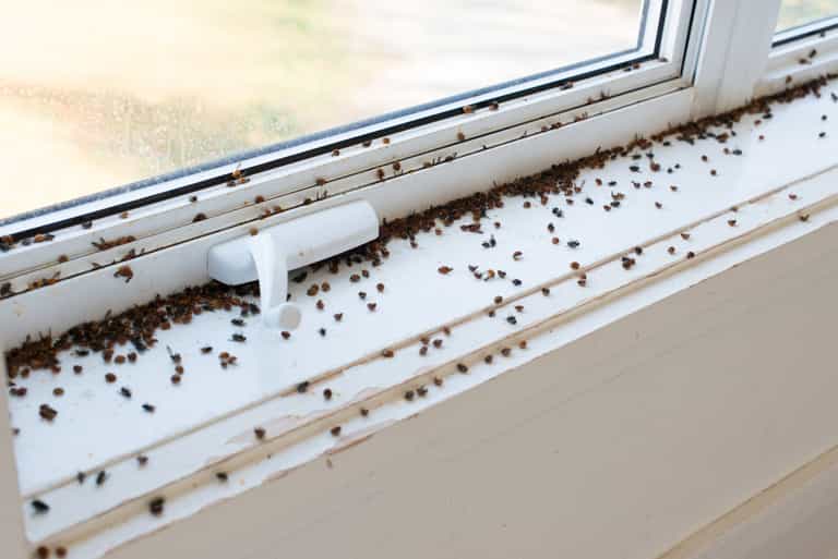 Fly infestations expected during hot weather but here’s how to keep them out Fly infestations expected during hot weather but here’s how to keep them out
