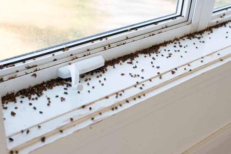 Fly infestations expected during hot weather but here’s how to keep them out Fly infestations expected during hot weather but here’s how to keep them out
