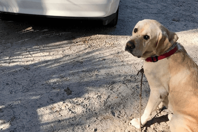 Woman locks herself out of her house and her dog saves the day Woman locks herself out of her house and her dog saves the day