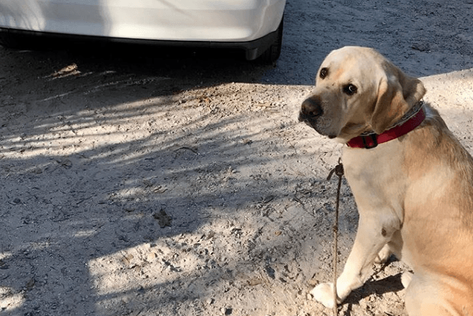 Woman locks herself out of her house and her dog saves the day Woman locks herself out of her house and her dog saves the day