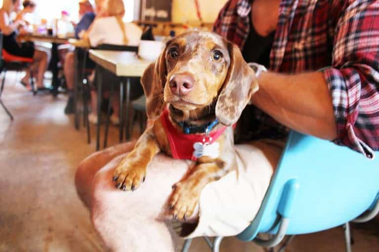 Cork is getting its very first DOG cafe and it looks like an absolute dream spot Cork is getting its very first DOG cafe and it looks like an absolute dream spot