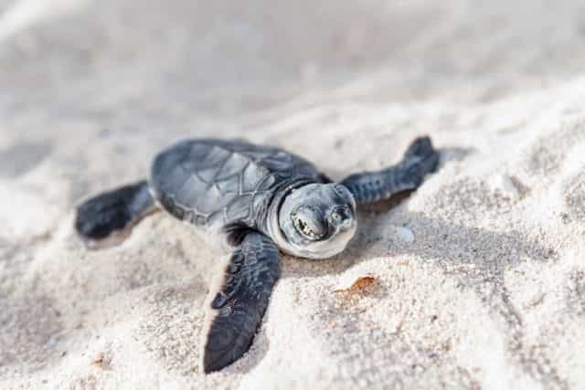 Critically endangered sea turtle found dead as a result of littering Critically endangered sea turtle found dead as a result of littering