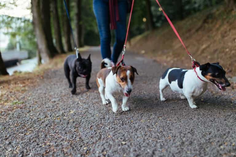 ‘Fit and healthy’ young dog dies after being brought for a walk in 21C heat ‘Fit and healthy’ young dog dies after being brought for a walk in 21C heat