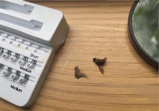 Woman accidentally sticks a DEAD FLY to her eye thinking it was a fake lash Woman accidentally sticks a DEAD FLY to her eye thinking it was a fake lash