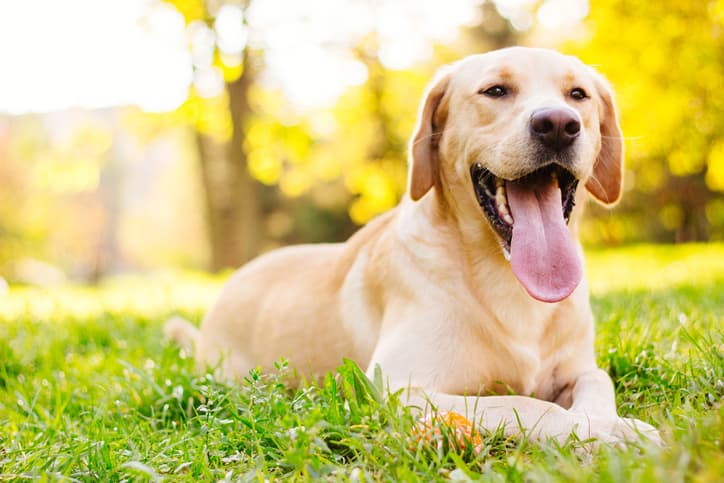 California has become the first state to ban the sale of animals from breeders in pet shops California has become the first state to ban the sale of animals from breeders in pet shops