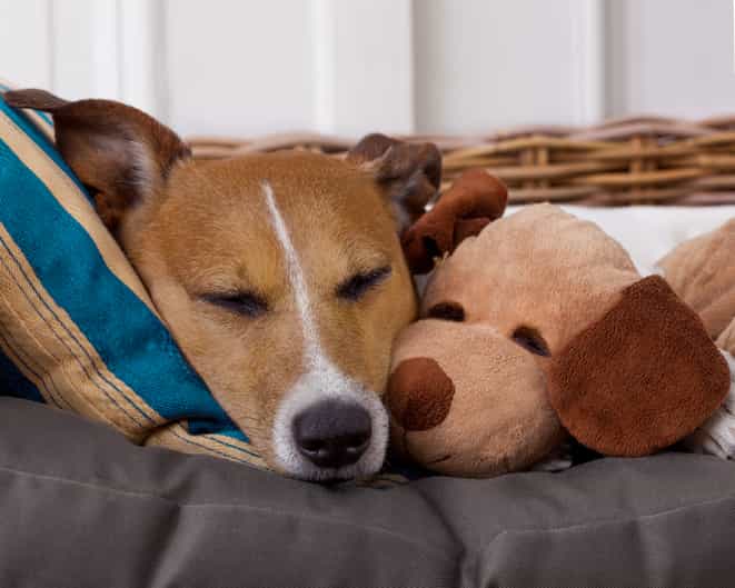 Research could now show that dogs form emotional attachment to toys, just like children Research could now show that dogs form emotional attachment to toys, just like children