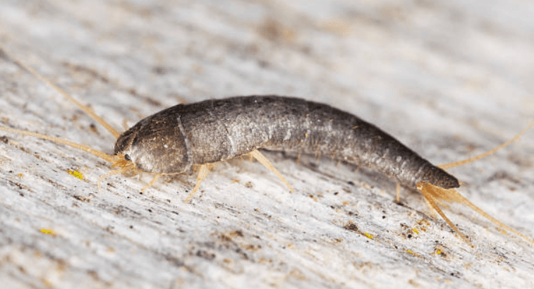 ‘Skin eating insects’ to invade our homes during the cold spell ‘Skin eating insects’ to invade our homes during the cold spell