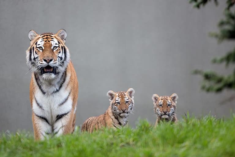Dublin Zoo have asked the public to help them name their new cubs Dublin Zoo have asked the public to help them name their new cubs