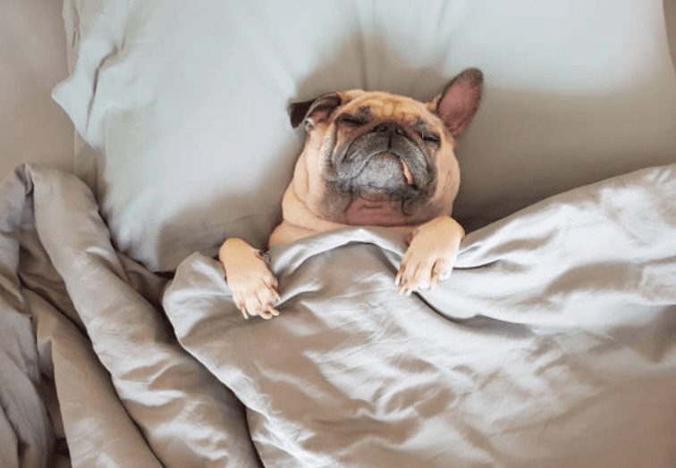 There’s a new mini staircase to make it easier for your dog to hop up on the bed There’s a new mini staircase to make it easier for your dog to hop up on the bed