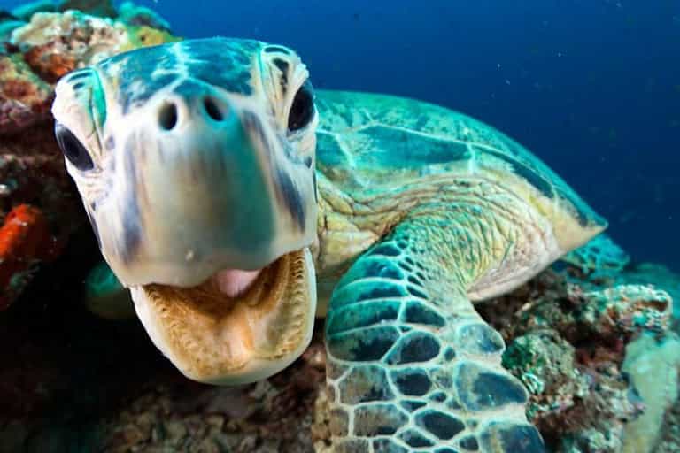 The trailer for Blue Planet Live looks to be one of the best ones yet The trailer for Blue Planet Live looks to be one of the best ones yet