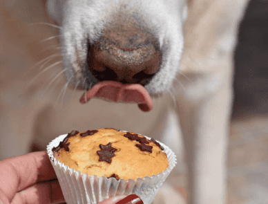 Dogs Trust warn about leaving chocolate lying around this Easter Dogs Trust warn about leaving chocolate lying around this Easter