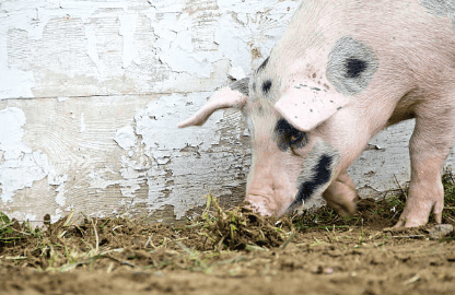 Primary school in UK facing criticism for raising two pigs for slaughter Primary school in UK facing criticism for raising two pigs for slaughter