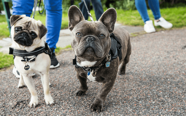 Aldi is dropping the most adorable €6 pet range for your doggy Aldi is dropping the most adorable €6 pet range for your doggy