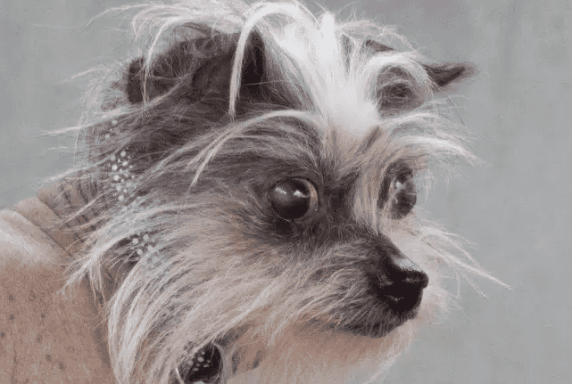 People won’t adopt this dog because she’s ‘ugly’, and we’re bawling People won’t adopt this dog because she’s ‘ugly’, and we’re bawling