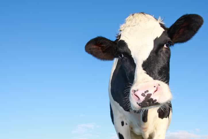 Tell us your favourite Dairylea snack for a chance to WIN a €1000 One4all voucher Tell us your favourite Dairylea snack for a chance to WIN a €1000 One4all voucher
