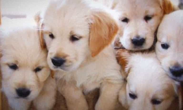 The UK will be introducing a complete ban on puppy farms by 2020 The UK will be introducing a complete ban on puppy farms by 2020