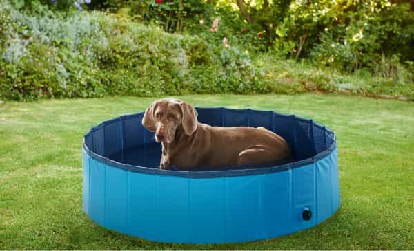 Lidl has released a doggy paddling pool and we’re buying one ASAP Lidl has released a doggy paddling pool and we’re buying one ASAP