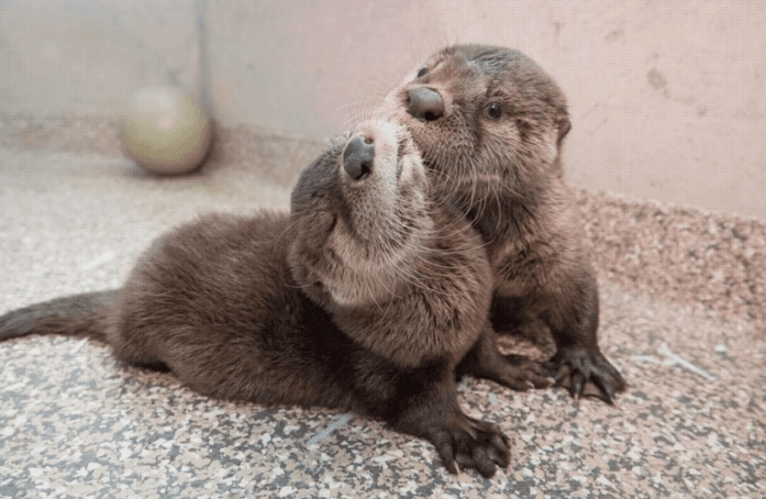 Orphaned otter babies are rescued by vets and they’re SO adorable Orphaned otter babies are rescued by vets and they’re SO adorable