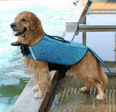 You can now get a mermaid life jacket for your dog and we’ll take seven You can now get a mermaid life jacket for your dog and we’ll take seven
