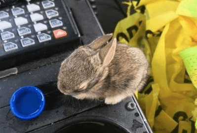 Baby rabbits abandoned by mother rescued by police officer in New Mexico Baby rabbits abandoned by mother rescued by police officer in New Mexico