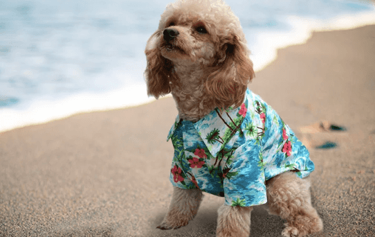 You can now buy a Hawaiian shirt for your dog and sorry, how cute? You can now buy a Hawaiian shirt for your dog and sorry, how cute?