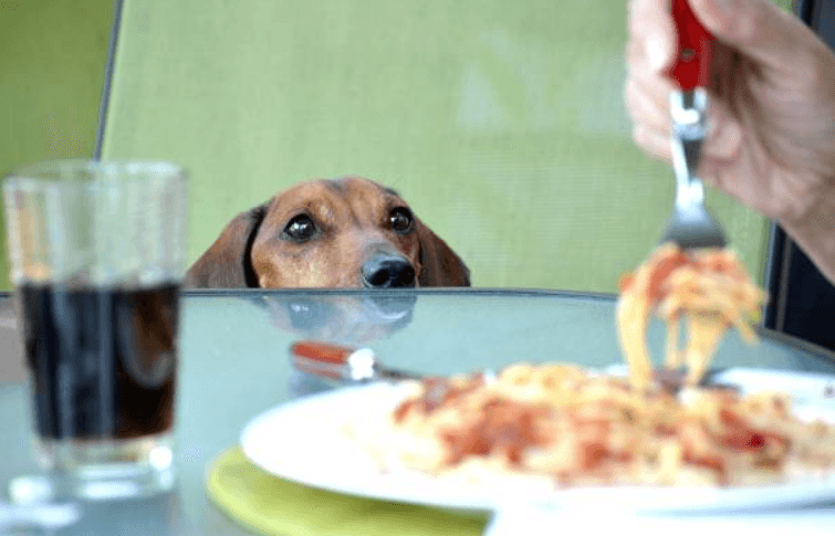 Turns out feeding your dog food from the dinner table is loading them with lots of extra calories Turns out feeding your dog food from the dinner table is loading them with lots of extra calories