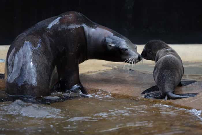 Dublin Zoo has welcomed three new sea lion pups and just LOOK at the cuteness Dublin Zoo has welcomed three new sea lion pups and just LOOK at the cuteness