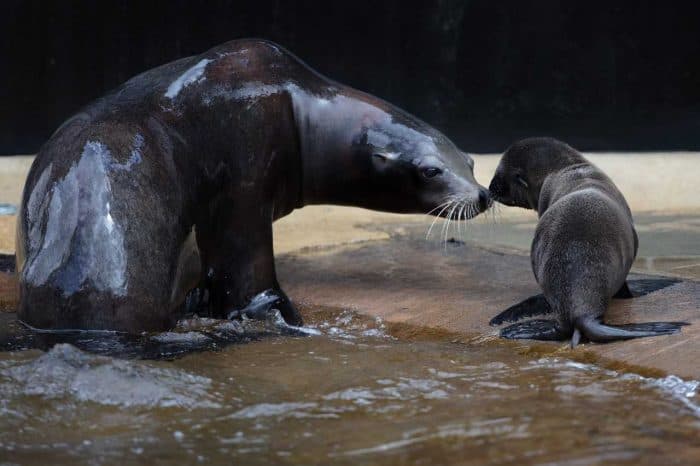Dublin Zoo has welcomed three new sea lion pups and just LOOK at the cuteness Dublin Zoo has welcomed three new sea lion pups and just LOOK at the cuteness