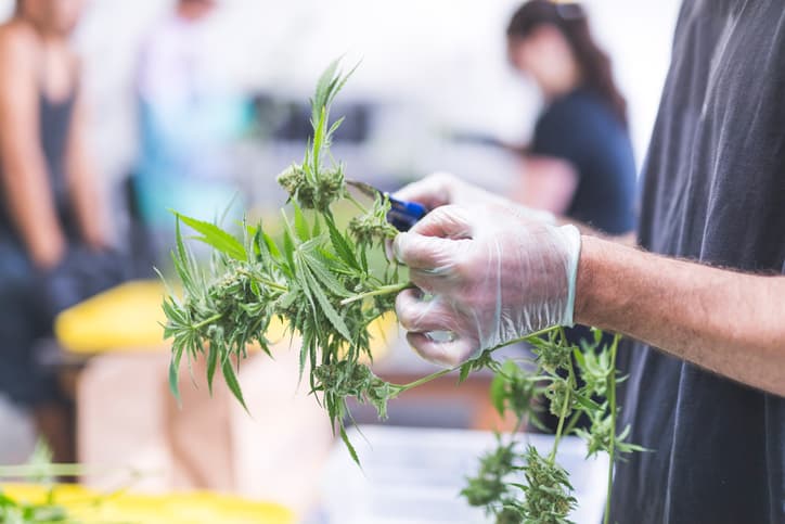 Woman in Clare arrested for cannabis grow house with a street value of €900,000 Woman in Clare arrested for cannabis grow house with a street value of €900,000