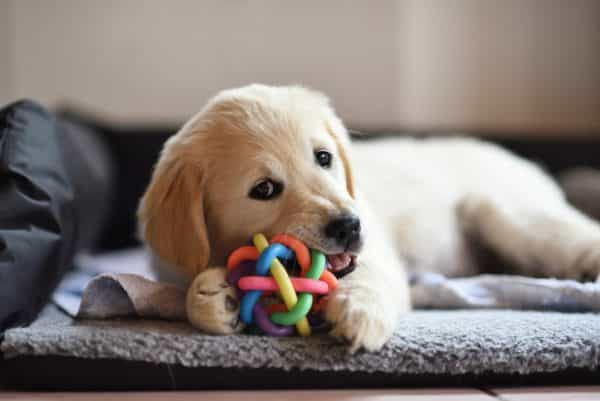 There’s going to be a dog parade in Dublin tomorrow There’s going to be a dog parade in Dublin tomorrow