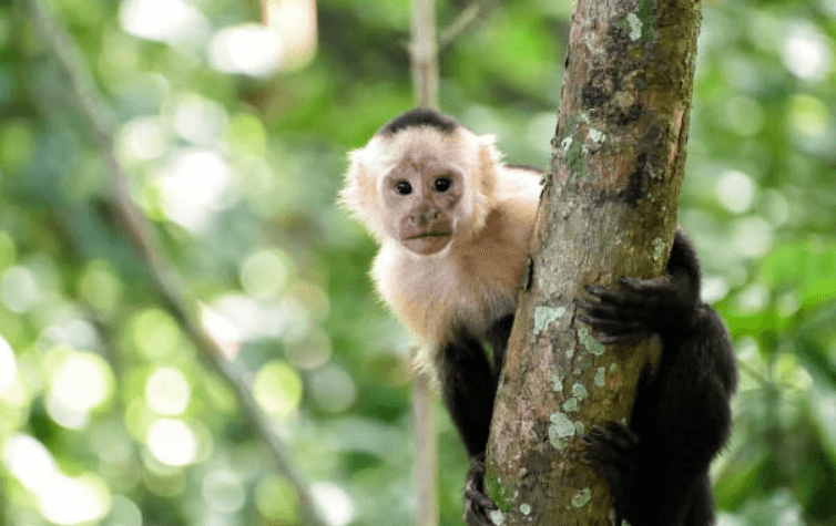 Mother admits she wants a pet monkey, and everyone thinks it’s ludicrous Mother admits she wants a pet monkey, and everyone thinks it’s ludicrous