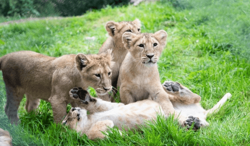 Fota Wildlife announce names of four endangered Asian lion cubs Fota Wildlife announce names of four endangered Asian lion cubs