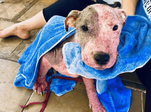 Puppy buried in sand and left to die wags tail for the first time since being rescued Puppy buried in sand and left to die wags tail for the first time since being rescued
