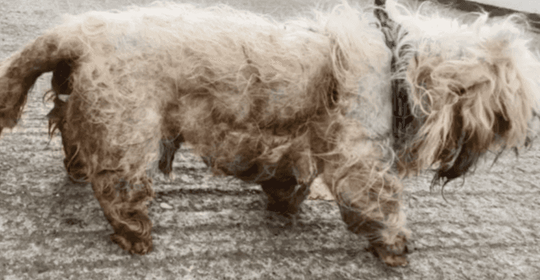 Dog dies after being ‘eaten alive’ by maggots in Dublin housing estate Dog dies after being ‘eaten alive’ by maggots in Dublin housing estate