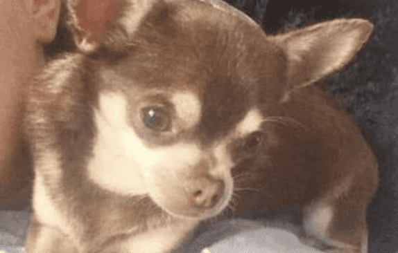 Family dog missing after being snatched from back garden by seagull Family dog missing after being snatched from back garden by seagull