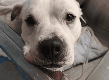 Vets warning after dog almost dies of heatstroke while taking a walk in Glasgow park Vets warning after dog almost dies of heatstroke while taking a walk in Glasgow park
