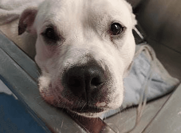 Vets warning after dog almost dies of heatstroke while taking a walk in Glasgow park Vets warning after dog almost dies of heatstroke while taking a walk in Glasgow park