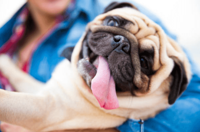 A DOG festival is launching in Dublin soon and the whole family is invited A DOG festival is launching in Dublin soon and the whole family is invited
