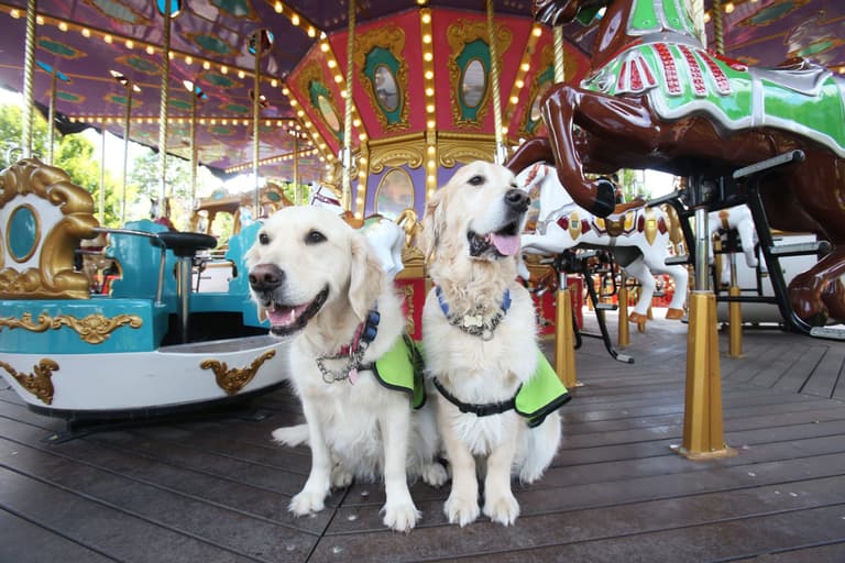 Tayto Park visitors invited to try sensory tunnel for Irish Guide Dogs event Tayto Park visitors invited to try sensory tunnel for Irish Guide Dogs event