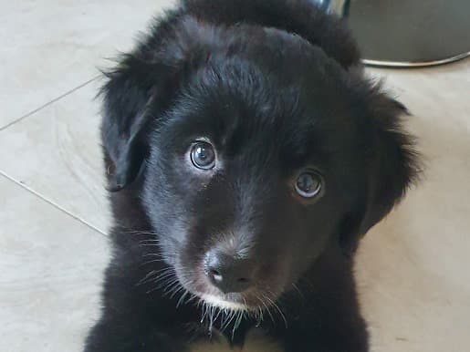 Six newborn puppies rescued in Longford Six newborn puppies rescued in Longford