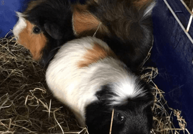 Four ‘terrified’ guinea pigs and one goldfish found abandoned in Cork apartment Four ‘terrified’ guinea pigs and one goldfish found abandoned in Cork apartment