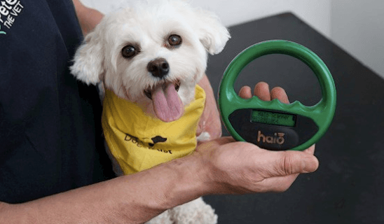 Dogs Trust offering free microchipping certificate amnesty this week Dogs Trust offering free microchipping certificate amnesty this week