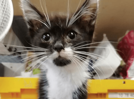 Abandoned kitten with radical nerve paralysis rescued in Kildare Abandoned kitten with radical nerve paralysis rescued in Kildare