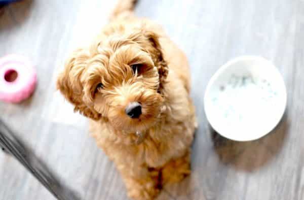 The inventor of the ‘labradoodle’ says he completely regrets it The inventor of the ‘labradoodle’ says he completely regrets it