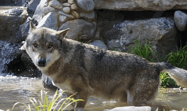 There’s a new habitat open in Dublin Zoo that’s dedicated to wolves There’s a new habitat open in Dublin Zoo that’s dedicated to wolves