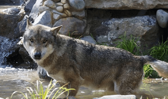 There’s a new habitat open in Dublin Zoo that’s dedicated to wolves There’s a new habitat open in Dublin Zoo that’s dedicated to wolves